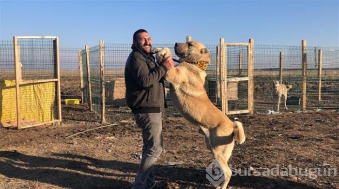 Bu köpeği almak için evini sattı!