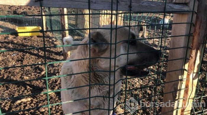 Bu köpeği almak için evini sattı!