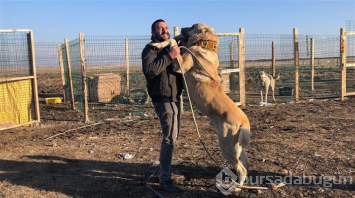 Bu köpeği almak için evini sattı!