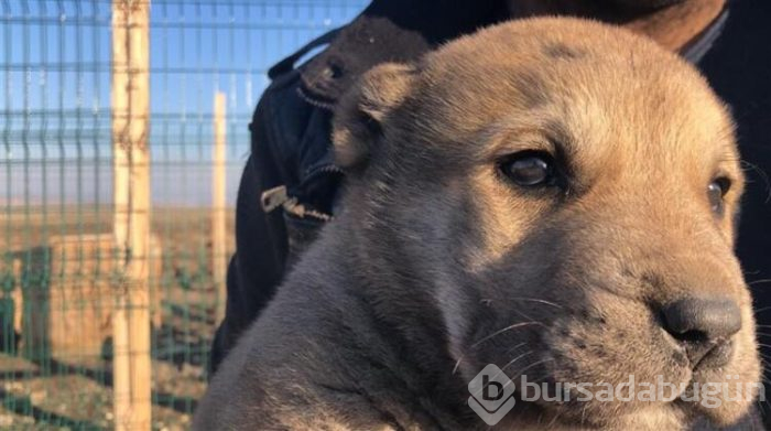 Bu köpeği almak için evini sattı!