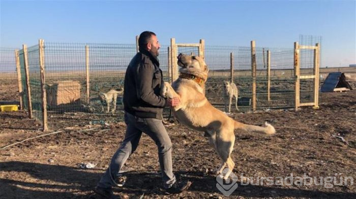 Bu köpeği almak için evini sattı!