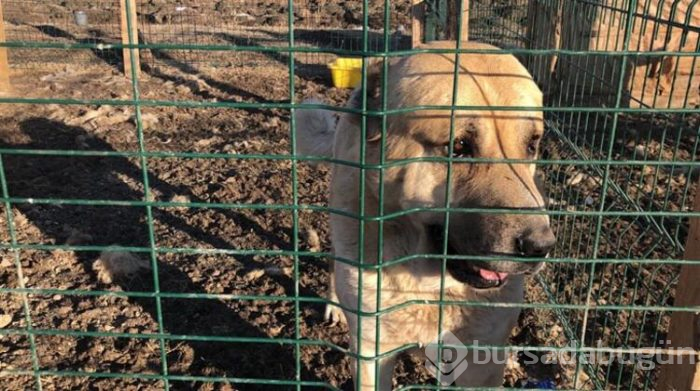 Bu köpeği almak için evini sattı!