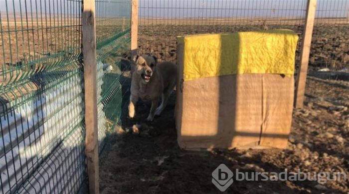 Bu köpeği almak için evini sattı!