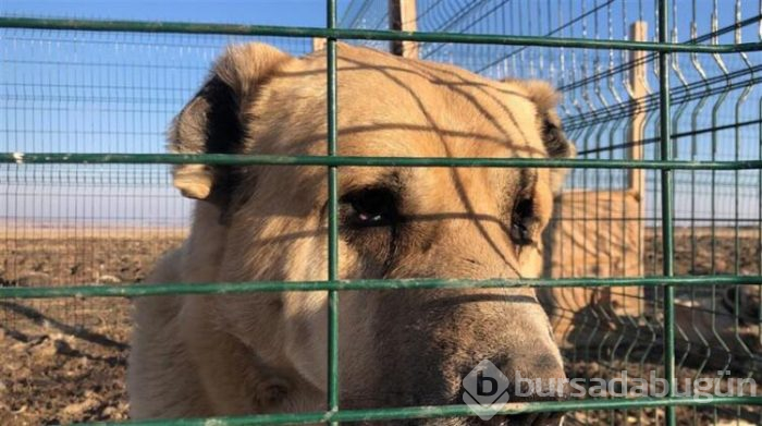 Bu köpeği almak için evini sattı!