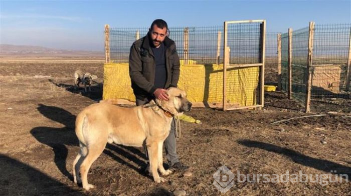 Bu köpeği almak için evini sattı!