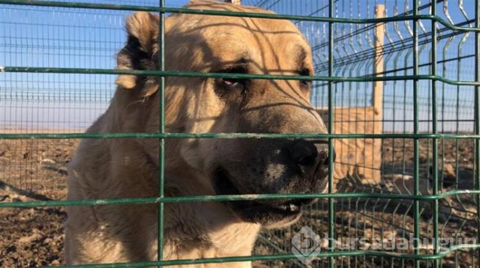 Bu köpeği almak için evini sattı!