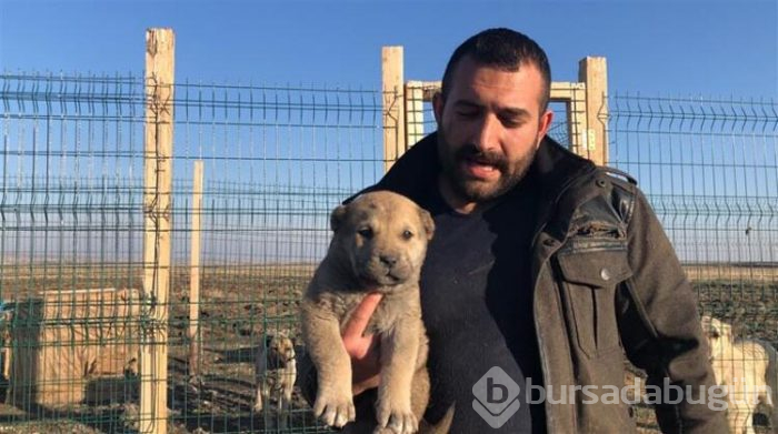Bu köpeği almak için evini sattı!