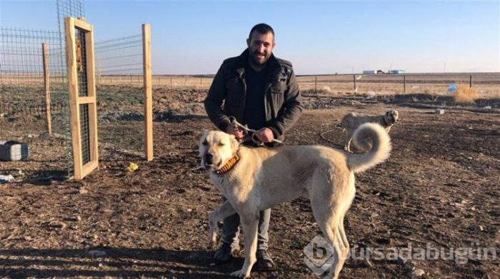 Bu köpeği almak için evini sattı!
