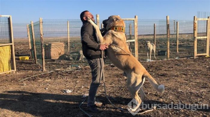 Bu köpeği almak için evini sattı!