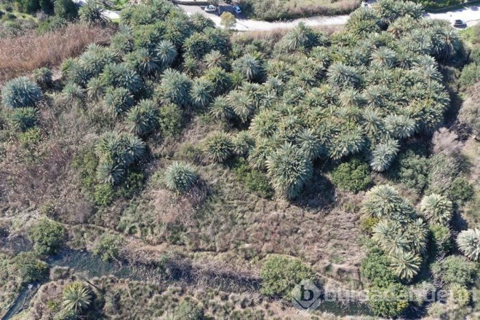  'Akdeniz Gölü' yok olmaya başladı!