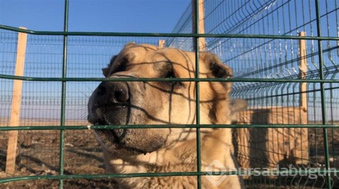Onun için evini sattı...Tanesi 20 bin lira!