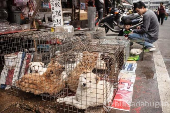 Çin'de köpek eti yiyin çağrısı!