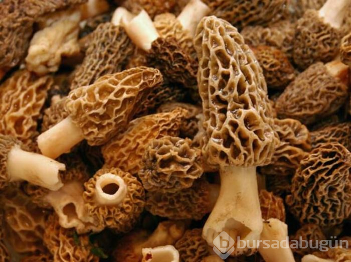 1 tanesi 1 kilogram ete eş değer!