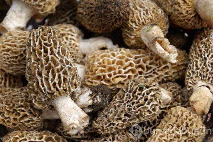 1 tanesi 1 kilogram ete eş değer!