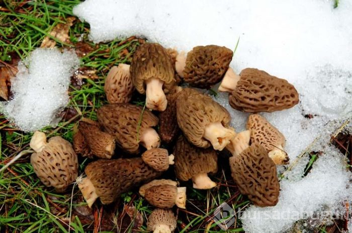 1 tanesi 1 kilogram ete eş değer!