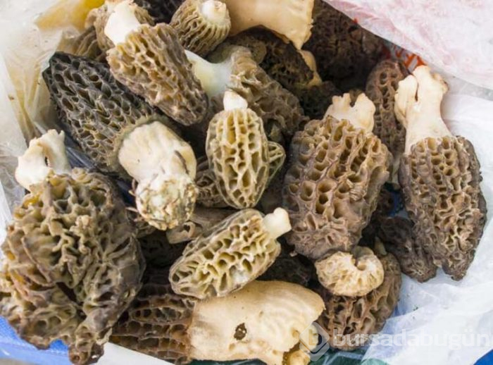 1 tanesi 1 kilogram ete eş değer!