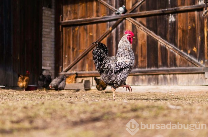 Ayakkabılar eve virüs getirebilir mi?