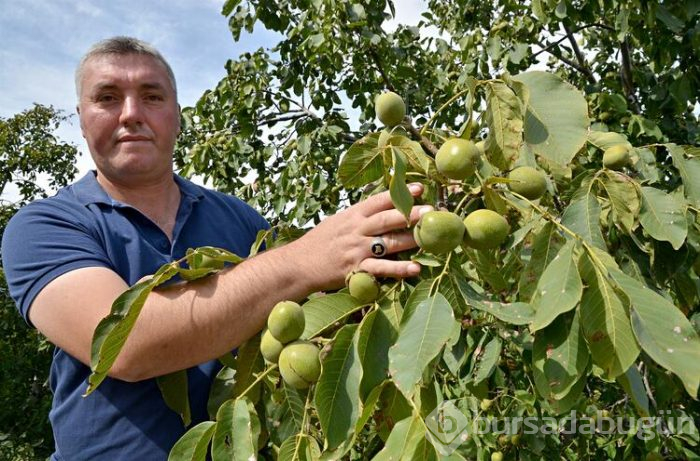 Çorum'un ünlü Oğuzlar cevizi de tescilli!