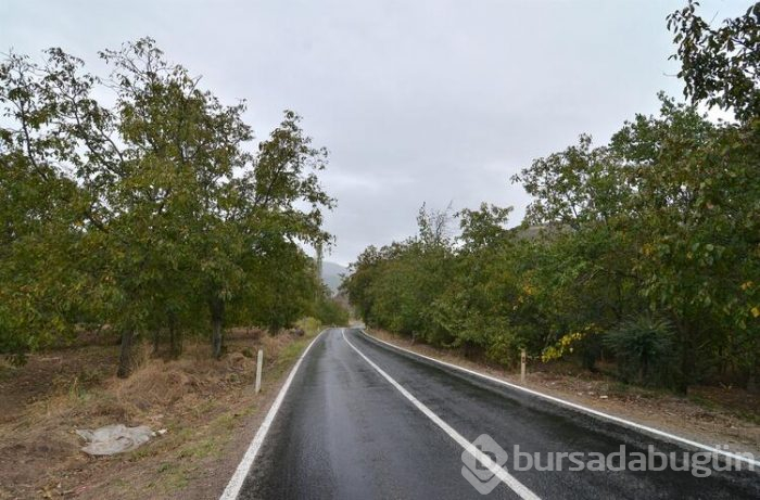 Çorum'un ünlü Oğuzlar cevizi de tescilli!