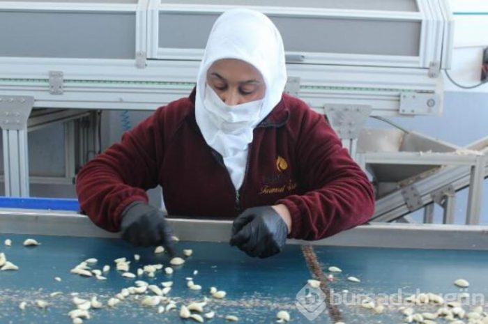 Sarımsağa virüs etkisi; fiyatlar yüzde 100 arttı