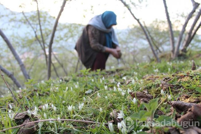 Yılda 2 ay yetişiyor, tezgahları ve sofraları süslüyor