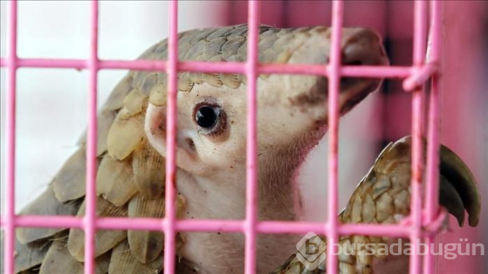 'Pangolin'de kesin olarak bulundu!