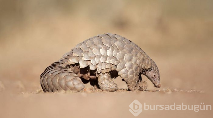 'Pangolin'de kesin olarak bulundu!