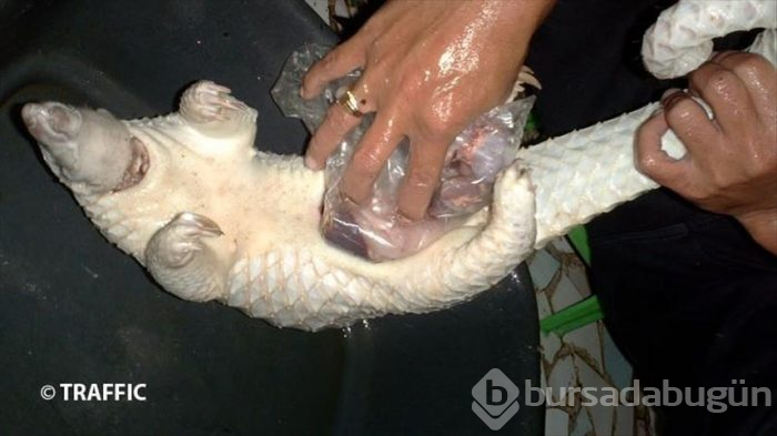 'Pangolin'de kesin olarak bulundu!