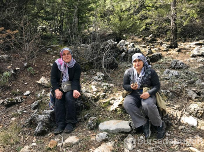 Antalya'da toplanan 'kuzugöbeği mantarı' geçim kaynağı oldu