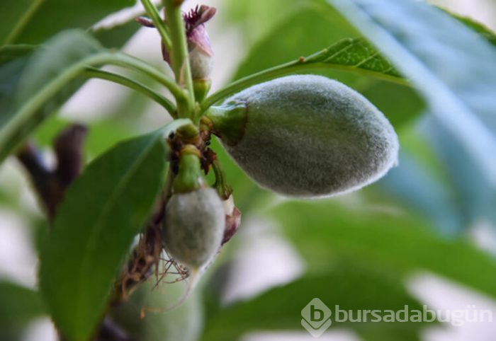 Baharın müjdecisi çağla nelere iyi geliyor? 