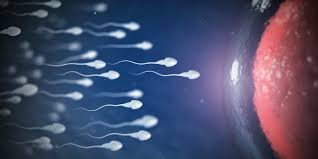 Hangi besinler sperm kalitesini artırıyor?