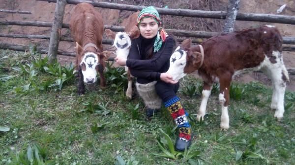 'Milli Dayanışma Kampanyası'na 3 buzağı bağışladı