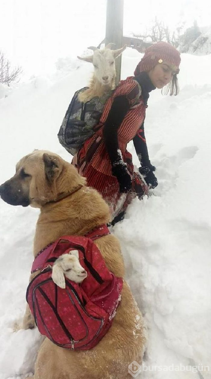 'Milli Dayanışma Kampanyası'na 3 buzağı bağışladı