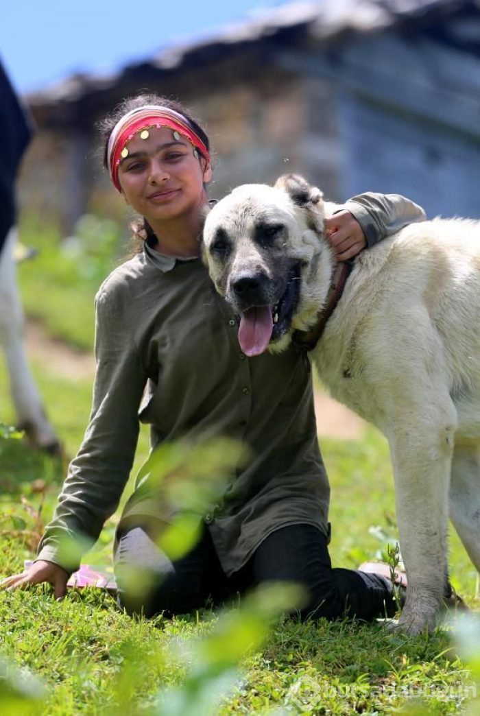 'Milli Dayanışma Kampanyası'na 3 buzağı bağışladı