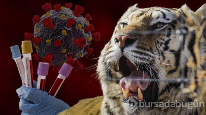 Kaplanın corona virüs testi pozitif çıktı!