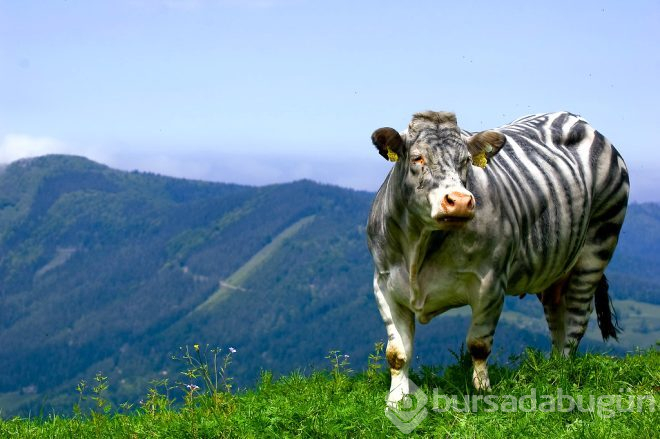 İnekleri zebra gibi boyuyorlar! Öyle bir sebebi var ki duyan hayret ediyor