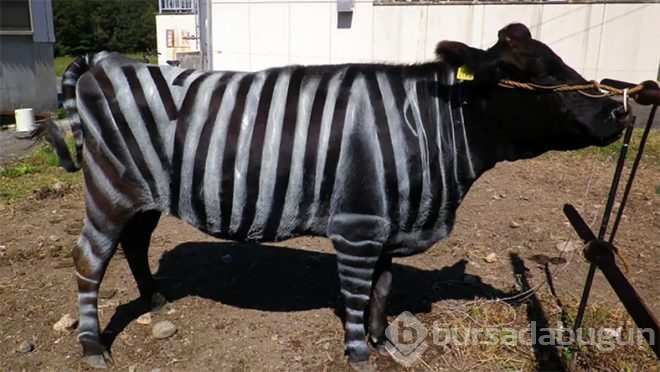 İnekleri zebra gibi boyuyorlar! Öyle bir sebebi var ki duyan hayret ediyor