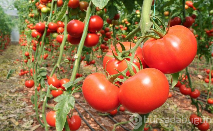 Koronavirüs çıktı domates dalında kaldı üretici perişan