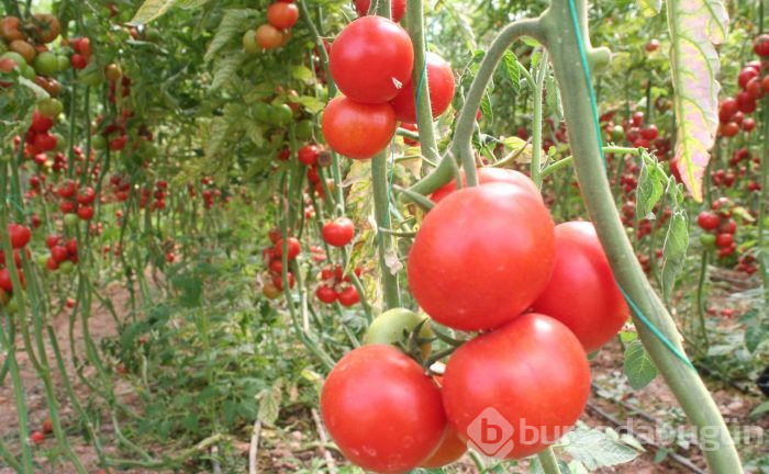 Koronavirüs çıktı domates dalında kaldı üretici perişan