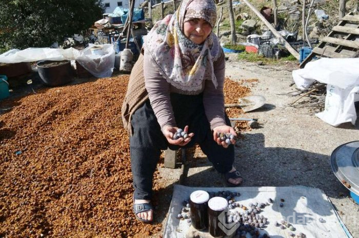 1600 metreden toplanıyor, kilosu 30 TL'den satılıyor