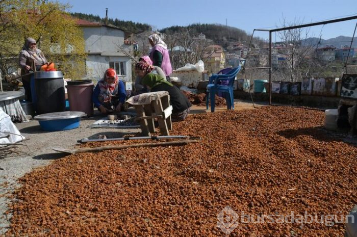 1600 metreden toplanıyor, kilosu 30 TL'den satılıyor