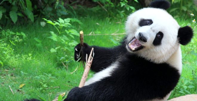 Koronavirüs salgını pandalara yaradı! Nesli tükenmekte olan pandalar yaklaşık 10 yıl sonra ilk kez çiftleşti