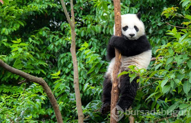 Koronavirüs salgını pandalara yaradı! Nesli tükenmekte olan pandalar yaklaşık 10 yıl sonra ilk kez çiftleşti