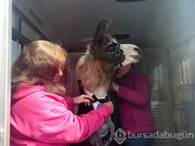 Böyle düğün sürprizi görülmedi! Kız kardeşinin düğününü lama ile bastı!