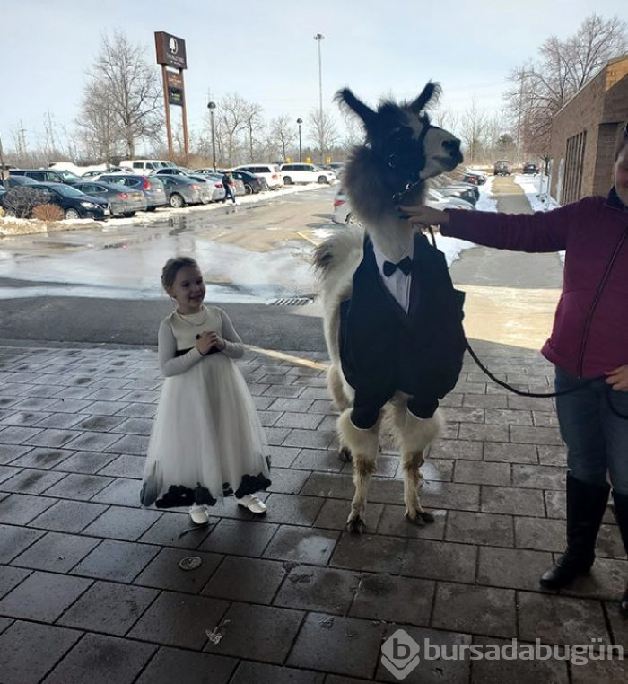 Böyle düğün sürprizi görülmedi! Kız kardeşinin düğününü lama ile bastı!