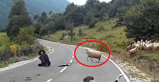 Köpekten korkan koç, çobanı boynuz darbesiyle asfalta yapıştırdı