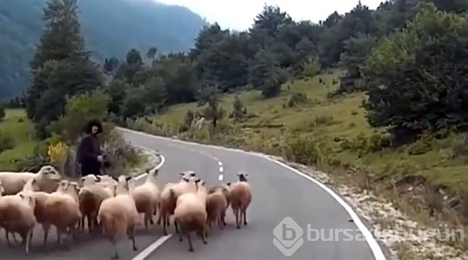 Köpekten korkan koç, çobanı boynuz darbesiyle asfalta yapıştırdı