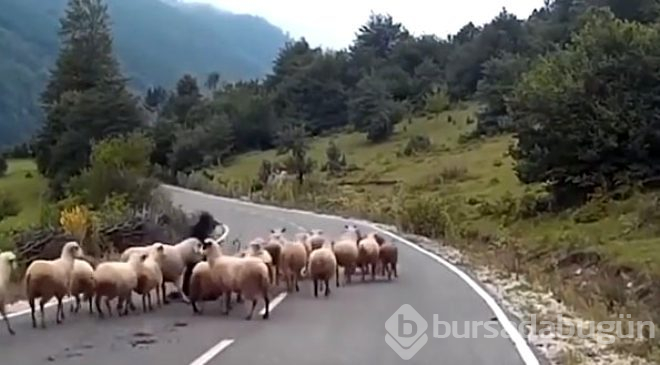 Köpekten korkan koç, çobanı boynuz darbesiyle asfalta yapıştırdı