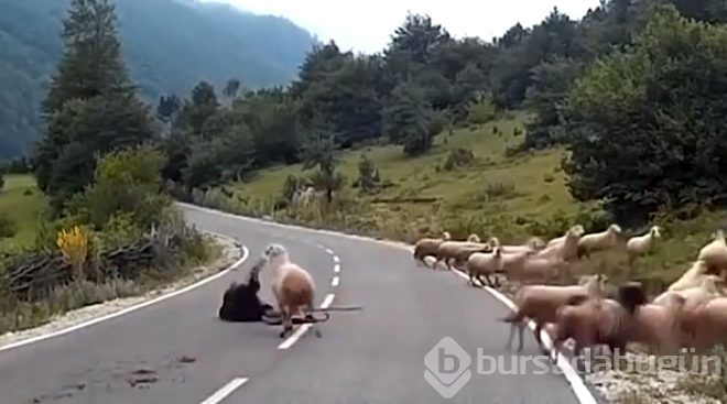 Köpekten korkan koç, çobanı boynuz darbesiyle asfalta yapıştırdı