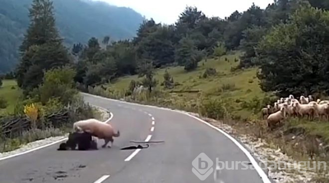 Köpekten korkan koç, çobanı boynuz darbesiyle asfalta yapıştırdı
